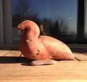Sweet Potato Looks Like Harbor Seal