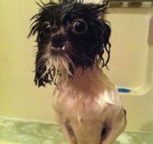 Just Add Water They Said, It Will Make Your Pet Cuter They Said