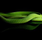 Beautiful Photos of Snakes (15 Pics)
