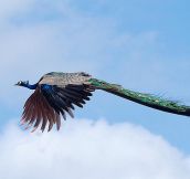 Flying peacocks totally look like mythical creatures!