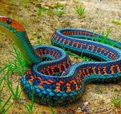 The Most Colorful Snake: California Red Sided Garter Snake