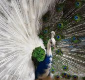 Beautiful Half-Albino Peacock