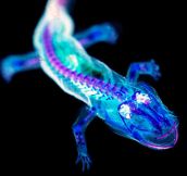 Blacklight Salamander