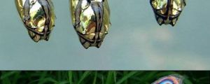 Amazing Golden Cocoon Butterfly