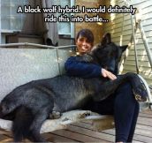 Black Wolf Hybrid