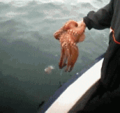 Octopus Tries To Hide By Blending In With The Boat