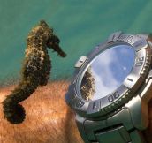A Seahorse Admiring His Own Reflection From a Divers’ Watch