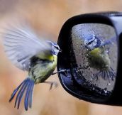 Bird Checking Out Its Reflection