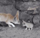 Mother Fennec Fox Cleaning Her Baby