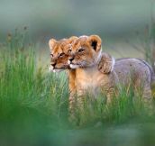 Lion Cubs Just Chilling