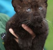 Baby Panther