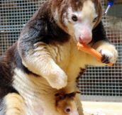 Endangered Tree Kangaroo With Baby In Pouch