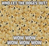 Who Let The Doges Out?