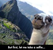 Llama Selfie