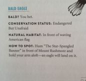 The Magnificent Bald Eagle