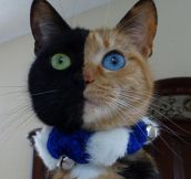 Two-Faced Cat
