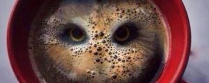 Owl In Coffee
