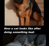 Big Difference Between Dogs And Cats