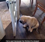 Poor Little Puppy