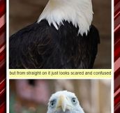 The Majestic Bald Eagle