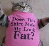 Cat On a Diet