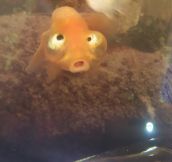 This Fish Is Confused