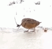 American Woodcock Has All The Moves