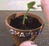 My Awesome Venus Flytrap Plant