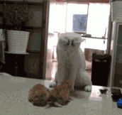 Mother Cat Gives Her Kittens Lessons on Fighting