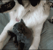Dog Barely Survives Vicious Kitten Attack