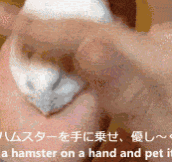 How To Flatten a Hamster