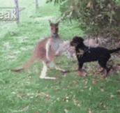 Kangaroo And Rottweiler Become Friends