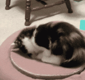 Cats Playing With Portals