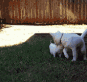 Piglet Plays With His Dog Friend