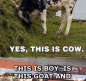 Goat Calling Cow