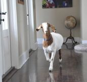 Goat Simulator: Home Edition