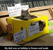 Homeless Cat Box