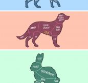 How To Properly Pet Animals
