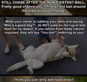 Life Hacks For Dogs