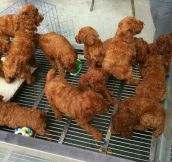 Chicken Of The Kennel