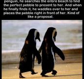 Romantic Penguins