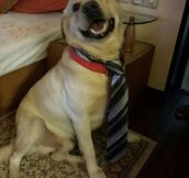Tie Your Dog They Said