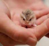 A Tiny Baby Hamster