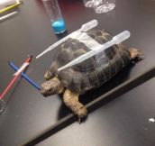Tortoise Evolution