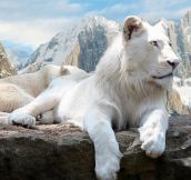 Gorgeous White Lion