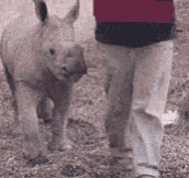 Feeding a Baby Rhino