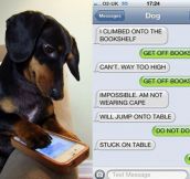 If dogs could text…(11 Pics)