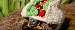 Snail And Tortoise Sweaters Not Only Exist But Are ADORABLE