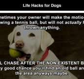 Awesome Life Hacks for Dogs