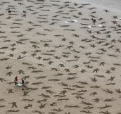 9000 Fallen Soldiers Etched into Normandy Beach To Remember Those Day